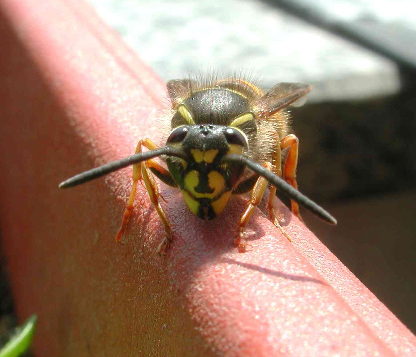 Nido di Vespula e diagnostica tra Germanica e Vulgaris